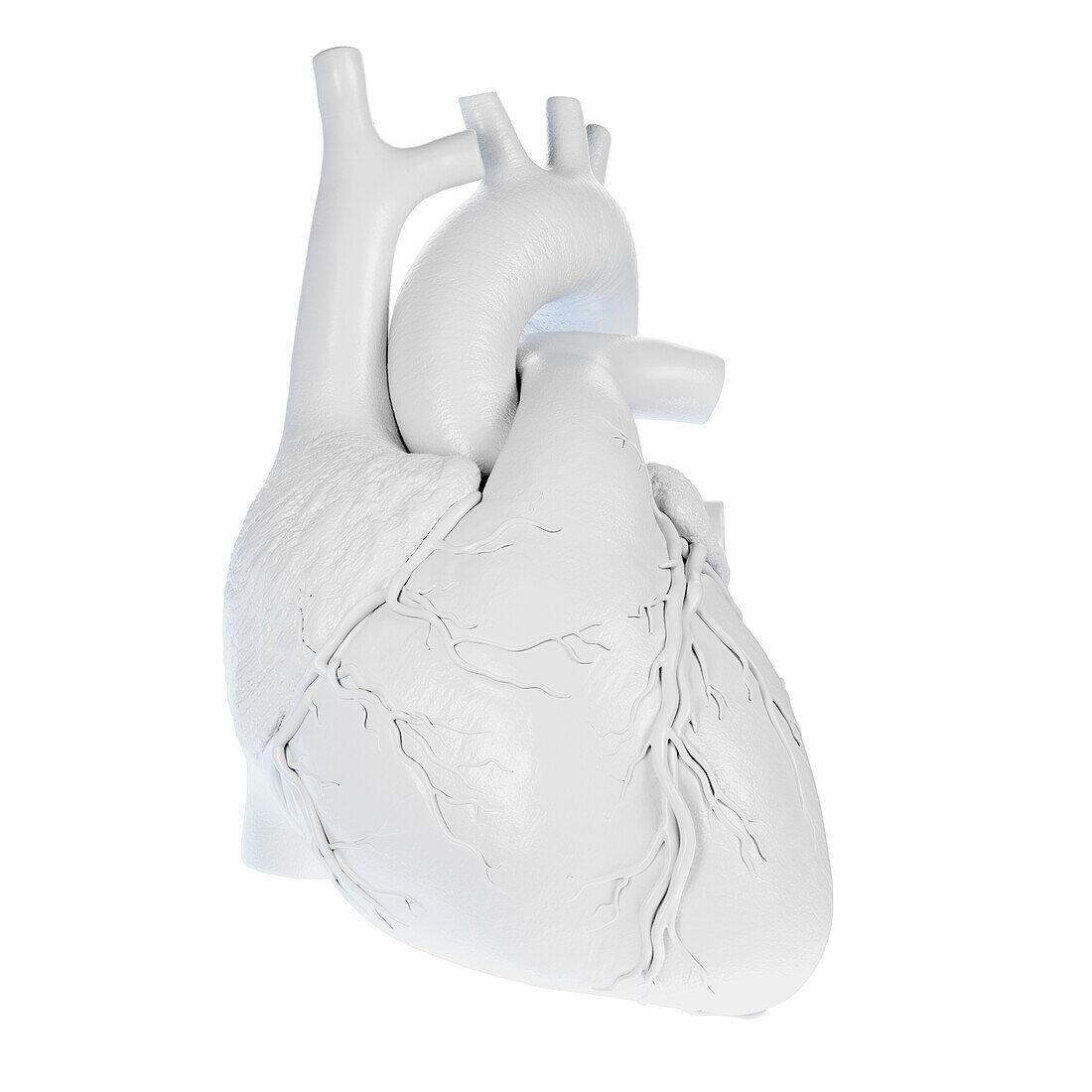 Human heart, illustration