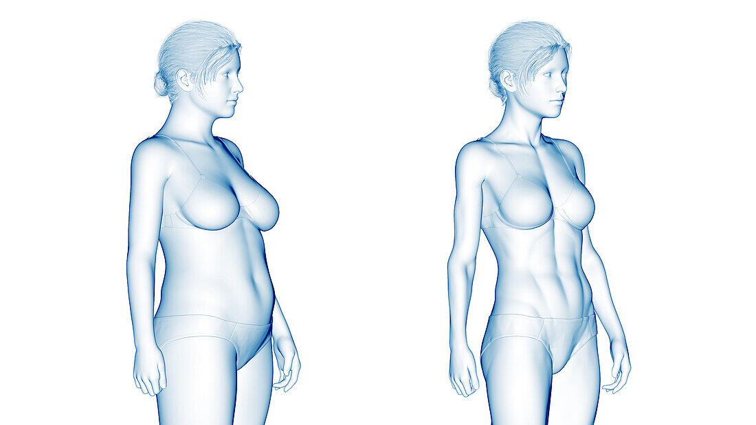 Female body transformation, illustration