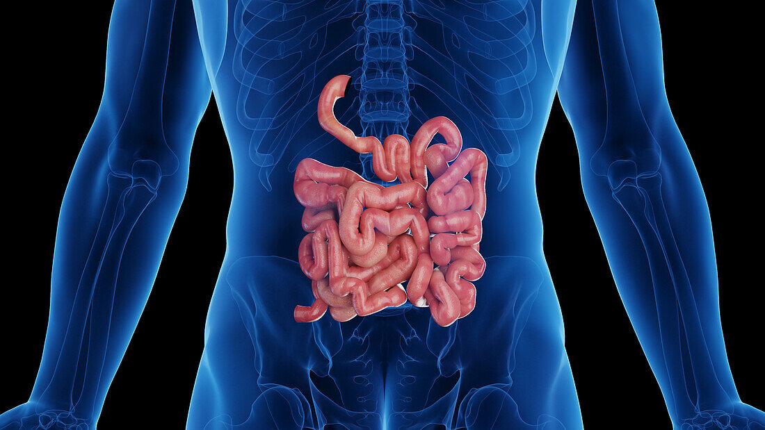 Male small intestine, illustration