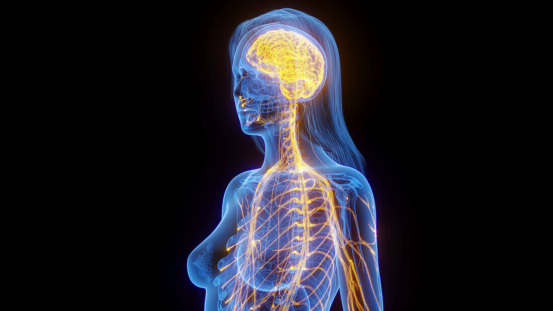 Female nervous system, illustration