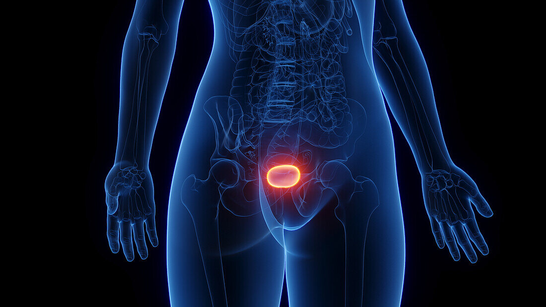 Female urinary bladder, illustration