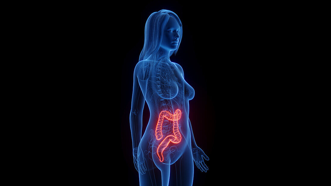 Female large intestine, illustration