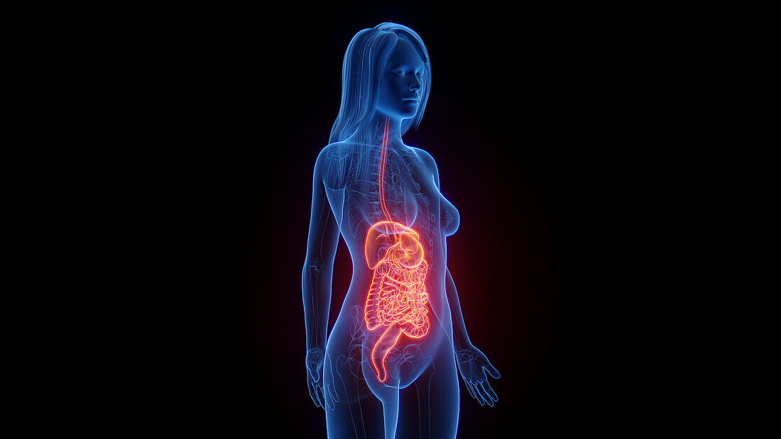 Female digestive system, illustration