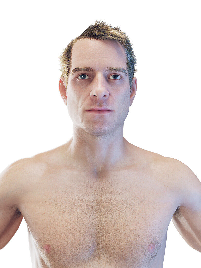 Male torso, illustration
