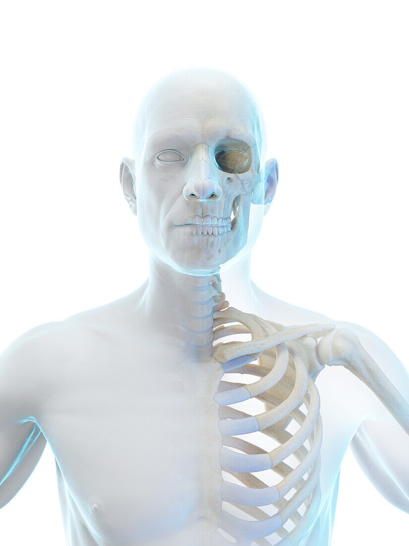 Bones of the torso, illustration
