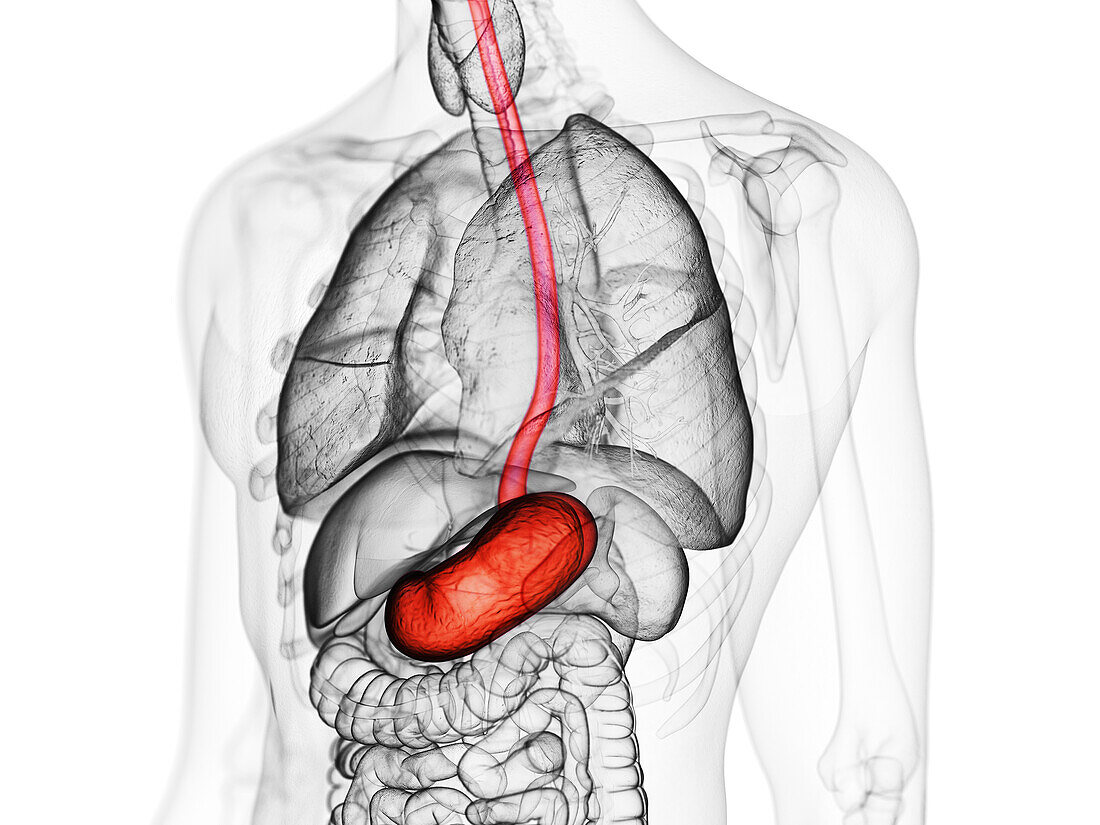 Stomach, illustration