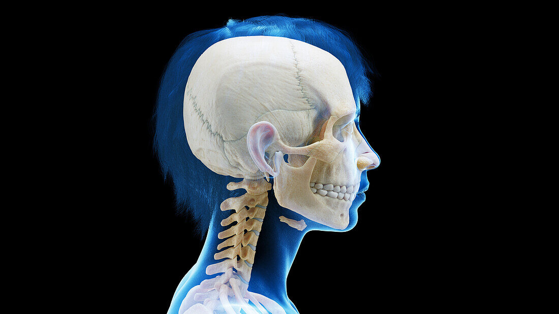 Bones of a female head, illustration