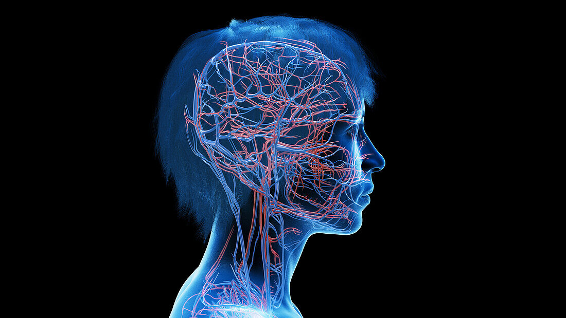 Vasculature of the head and neck, illustration