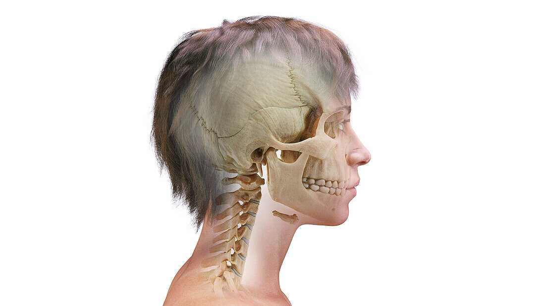 Female cranial bones, illustration