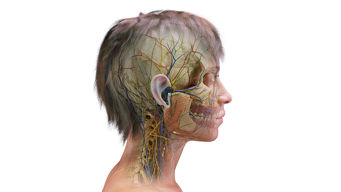 Female head and neck anatomy, illustration