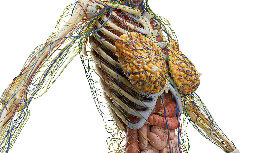 Organs of the torso, illustration