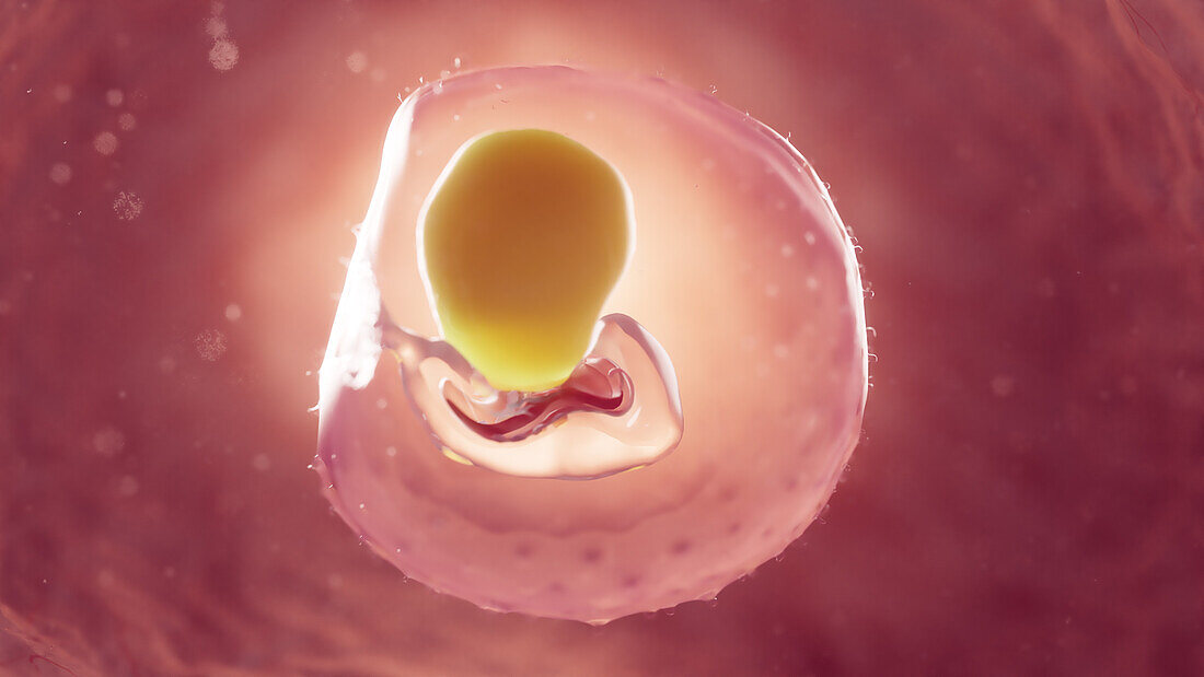 Embryo at 2 weeks of gestation, illustration