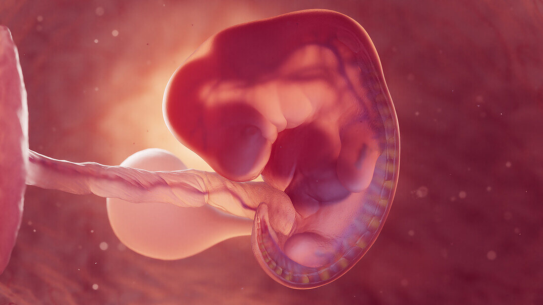 Embryo at 6 weeks of gestation, illustration