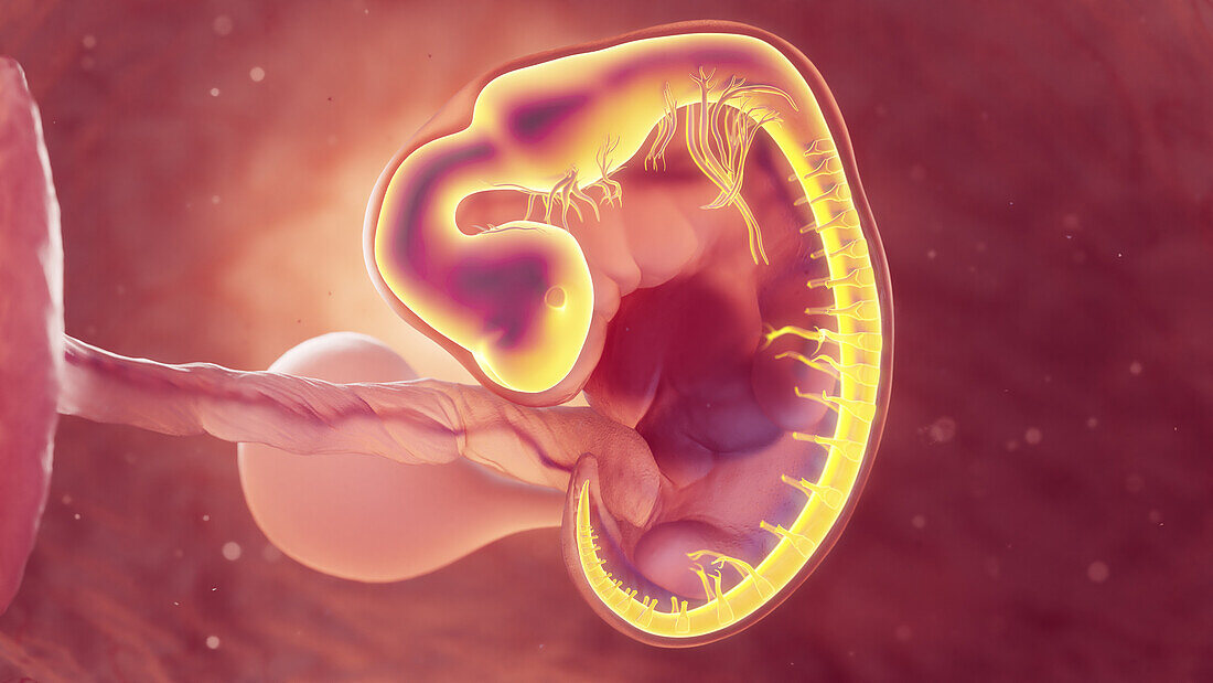 Nervous system of 6 week embryo, illustration