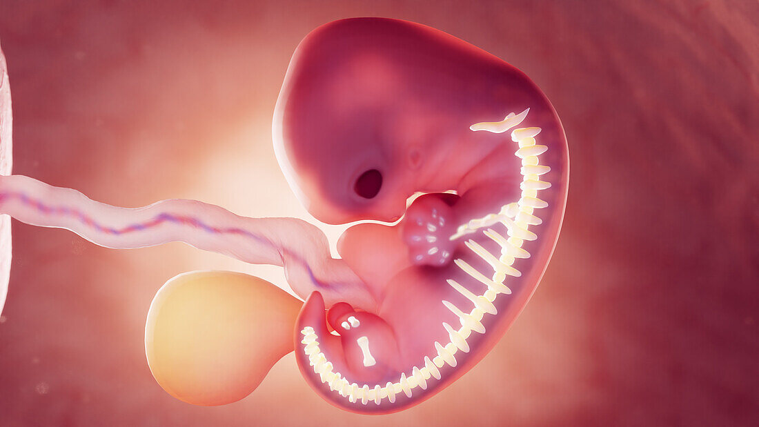 Skeletal system of 7 week embryo, illustration