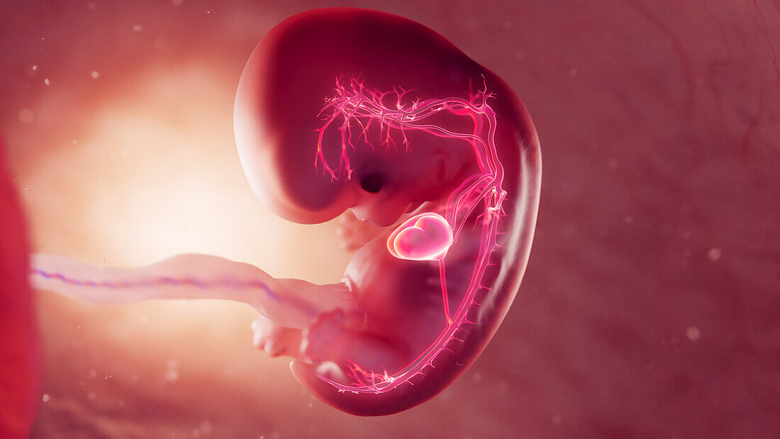 Cardiovascular system of 8 week embryo, illustration