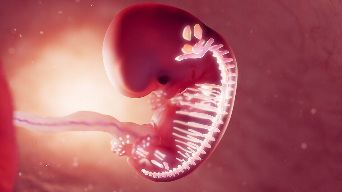 Skeletal system of 8 week embryo, illustration