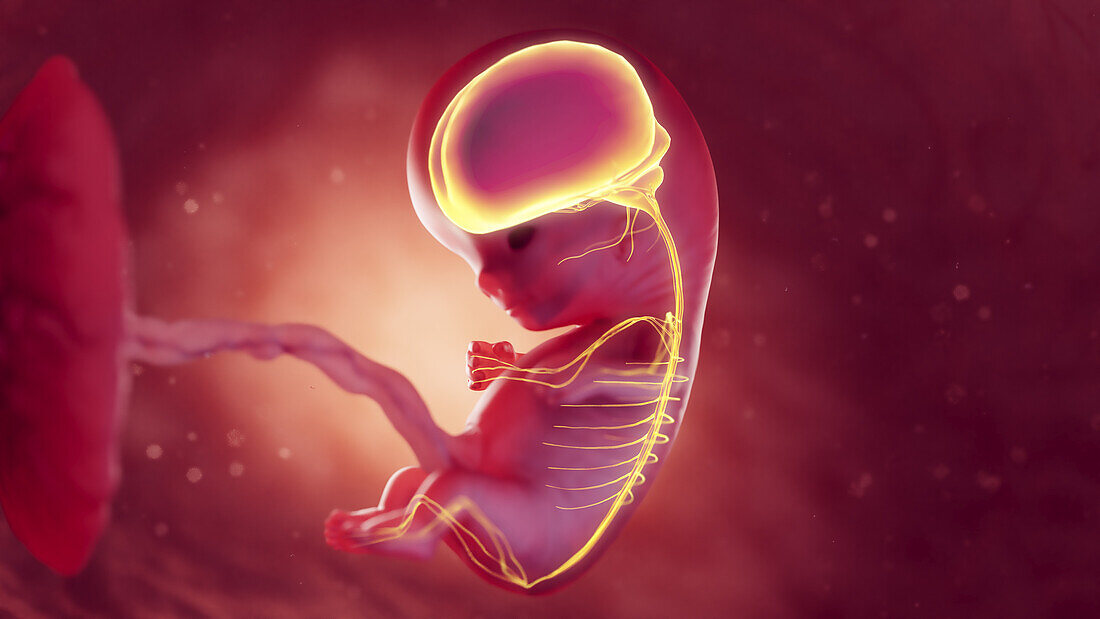 Nervous system of 10 week foetus, illustration
