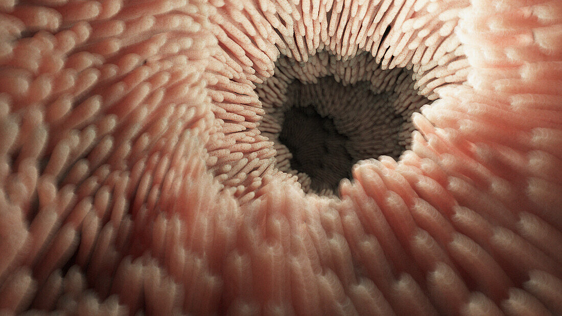 Intestinal microvilli, illustration