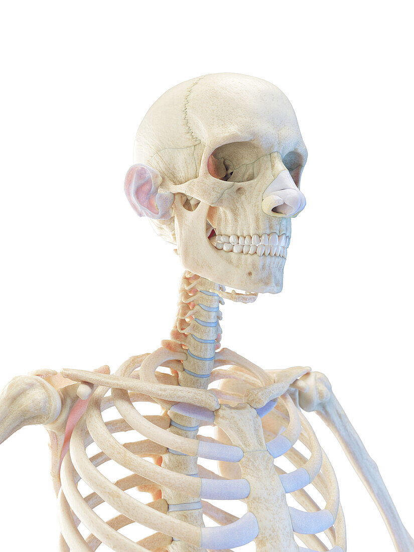 Skeleton of the upper torso, illustration
