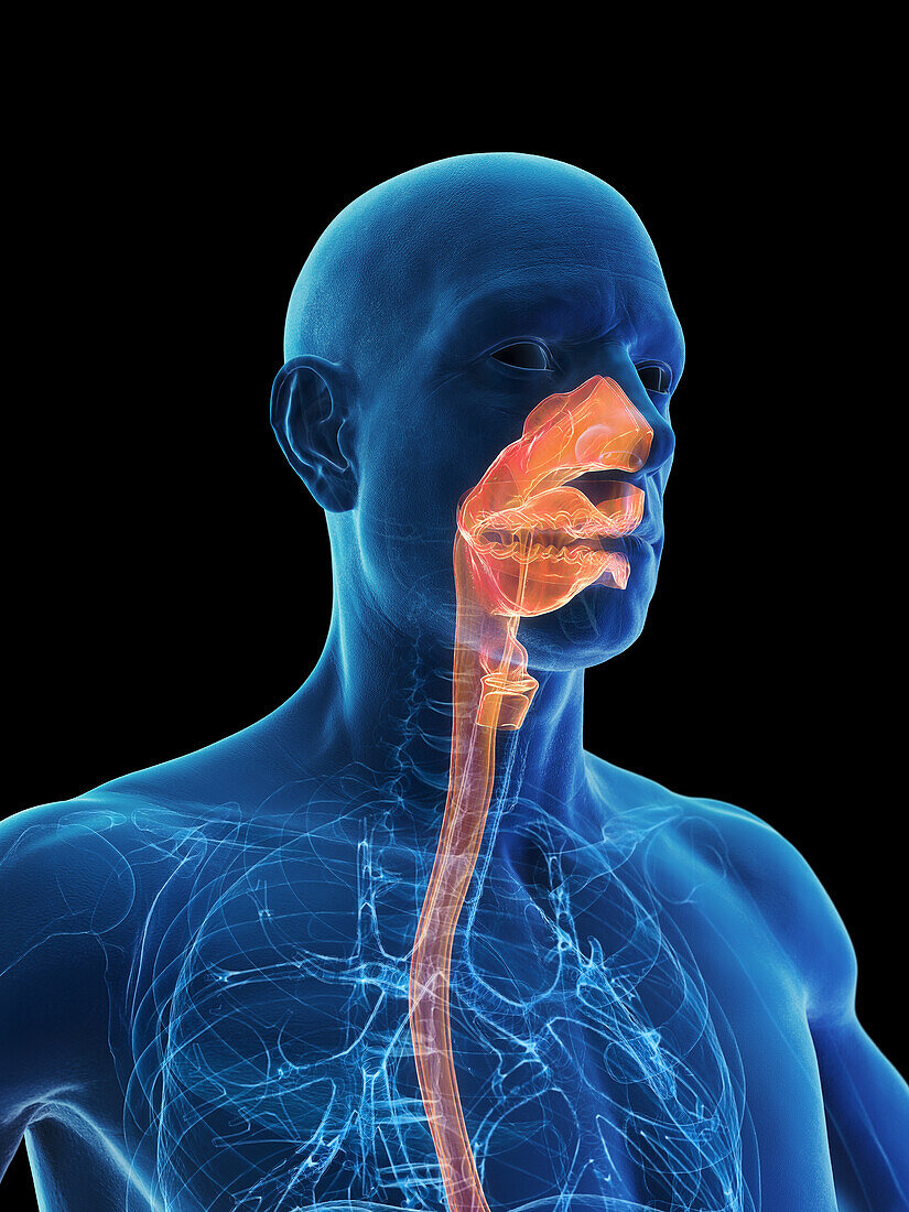 Upper airway, illustration