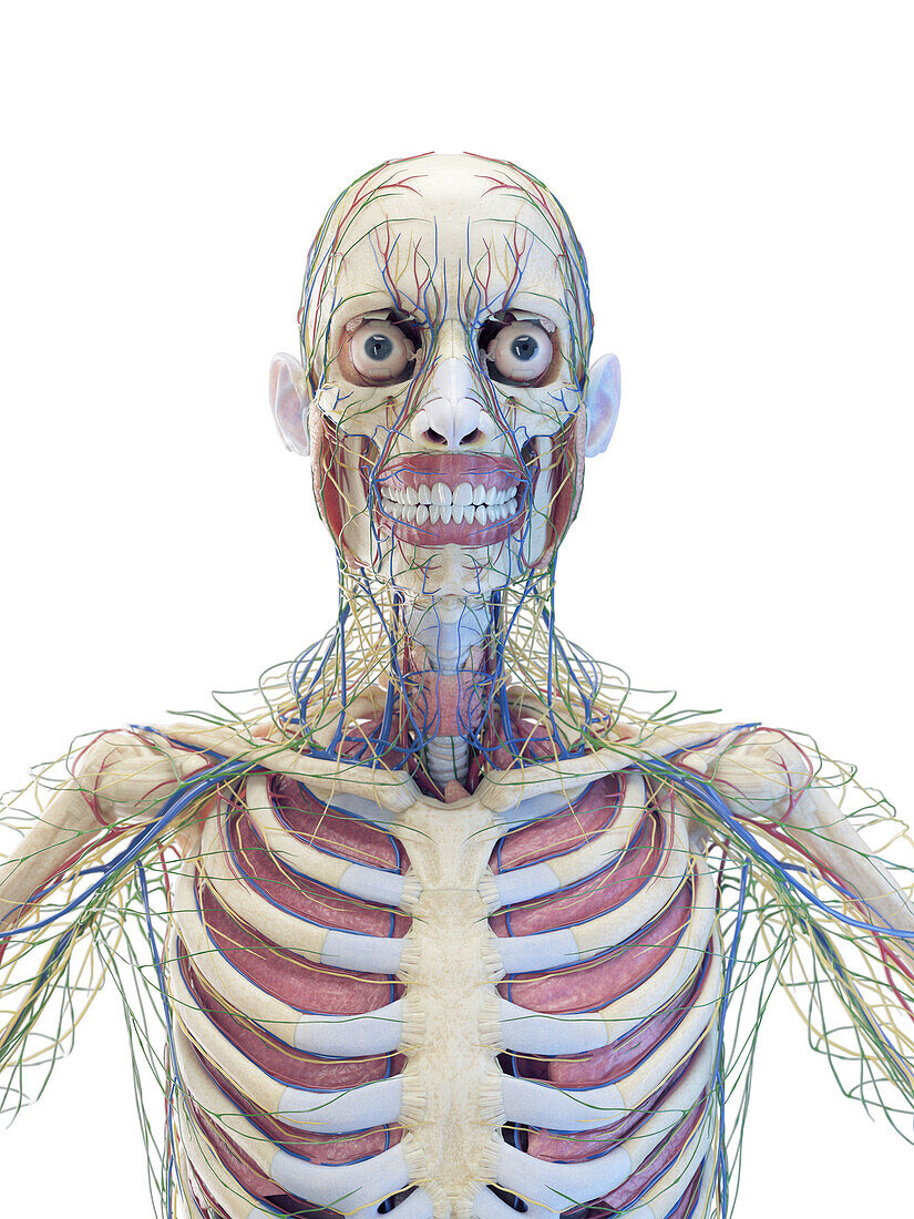 Organs of a male torso, illustration