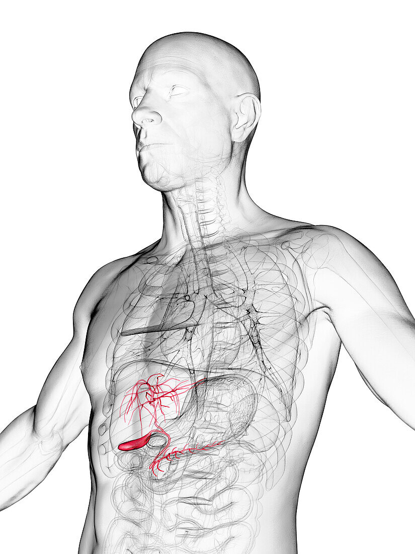 Male gallbladder, illustration