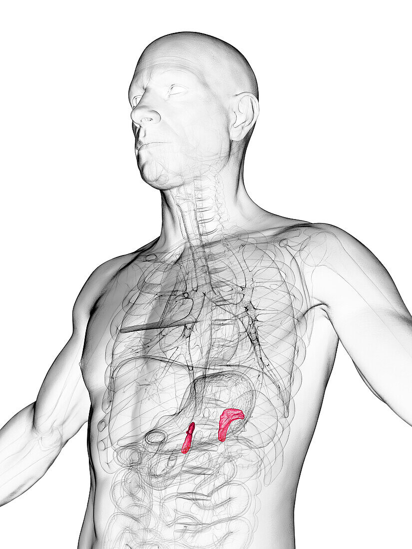 Male adrenal glands, illustration