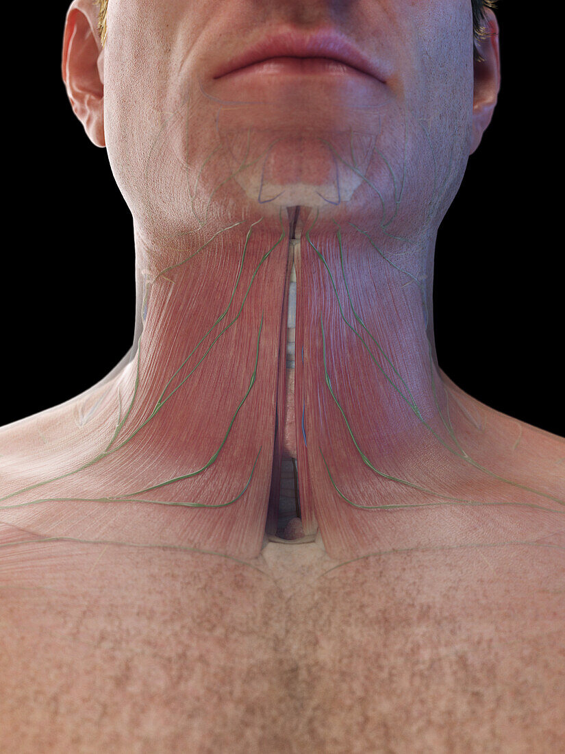 Male neck muscle, illustration