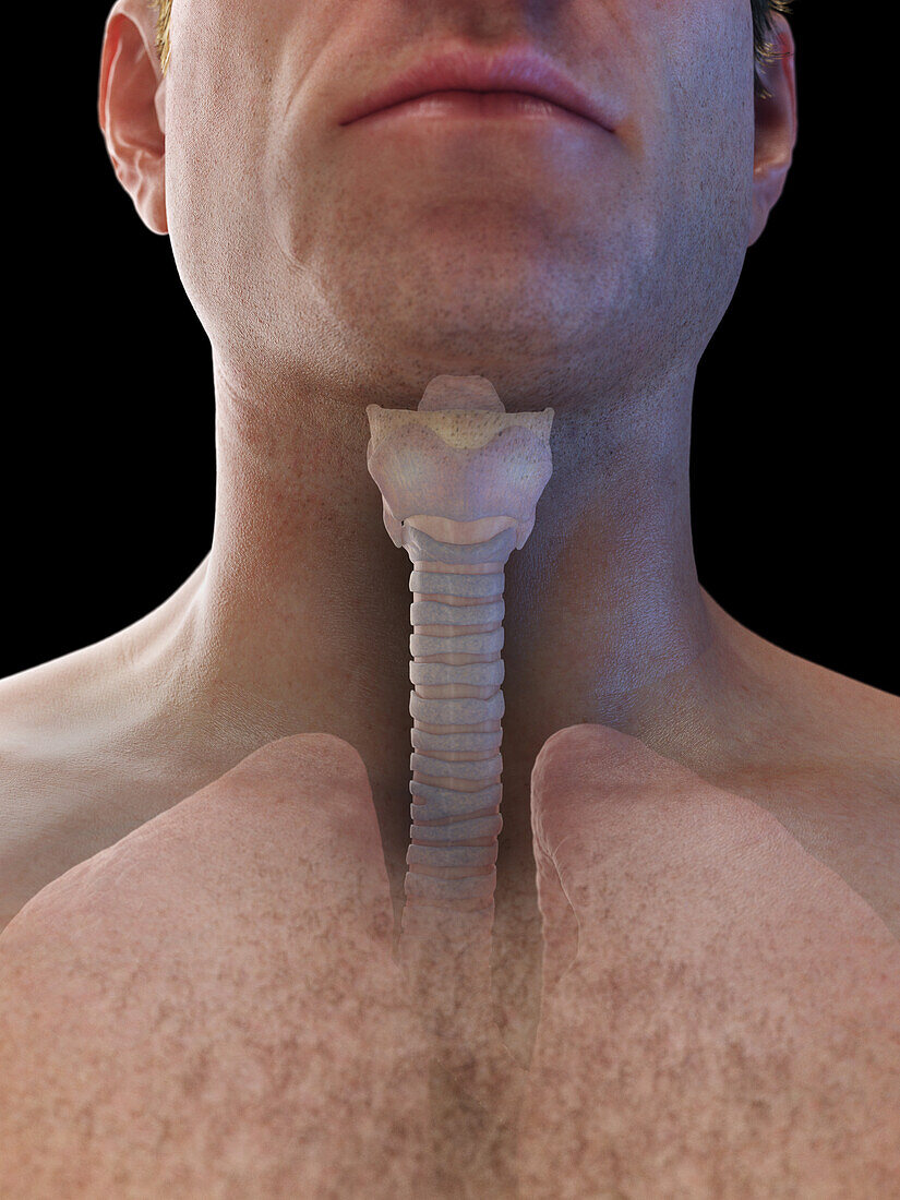 Male trachea and lungs, illustration