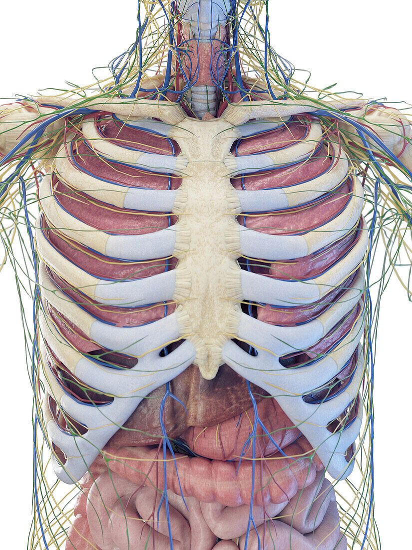 Male internal organs, illustration