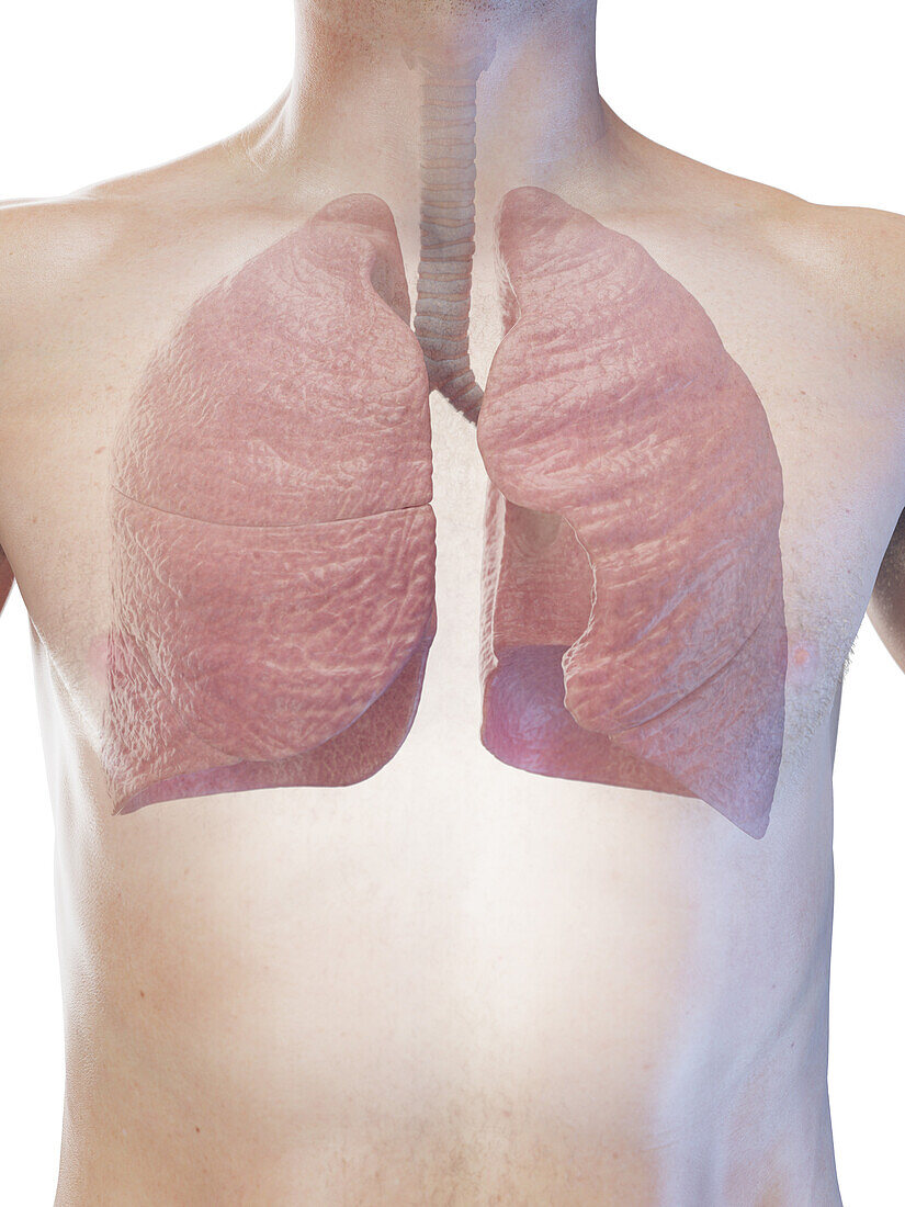 Male lungs, illustration
