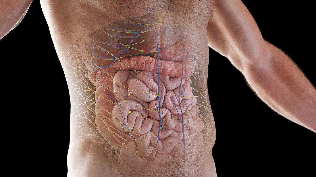 Internal organs, illustration
