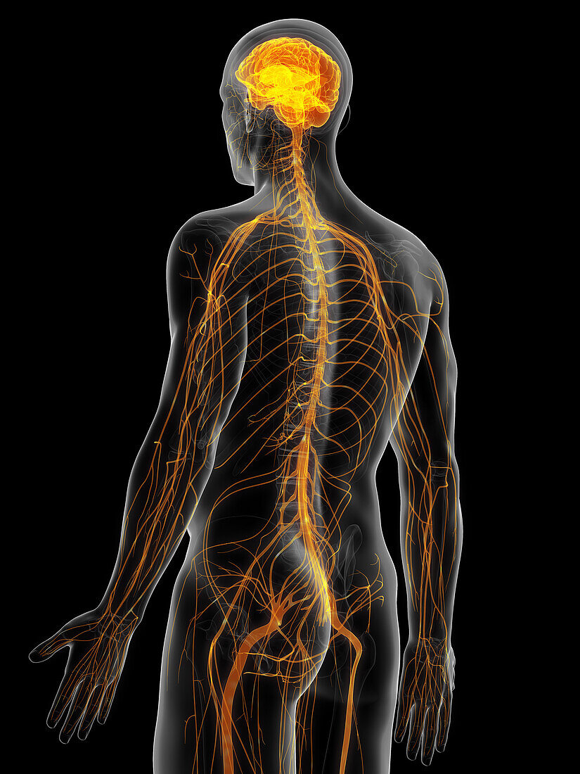 Brain and nerves, illustration