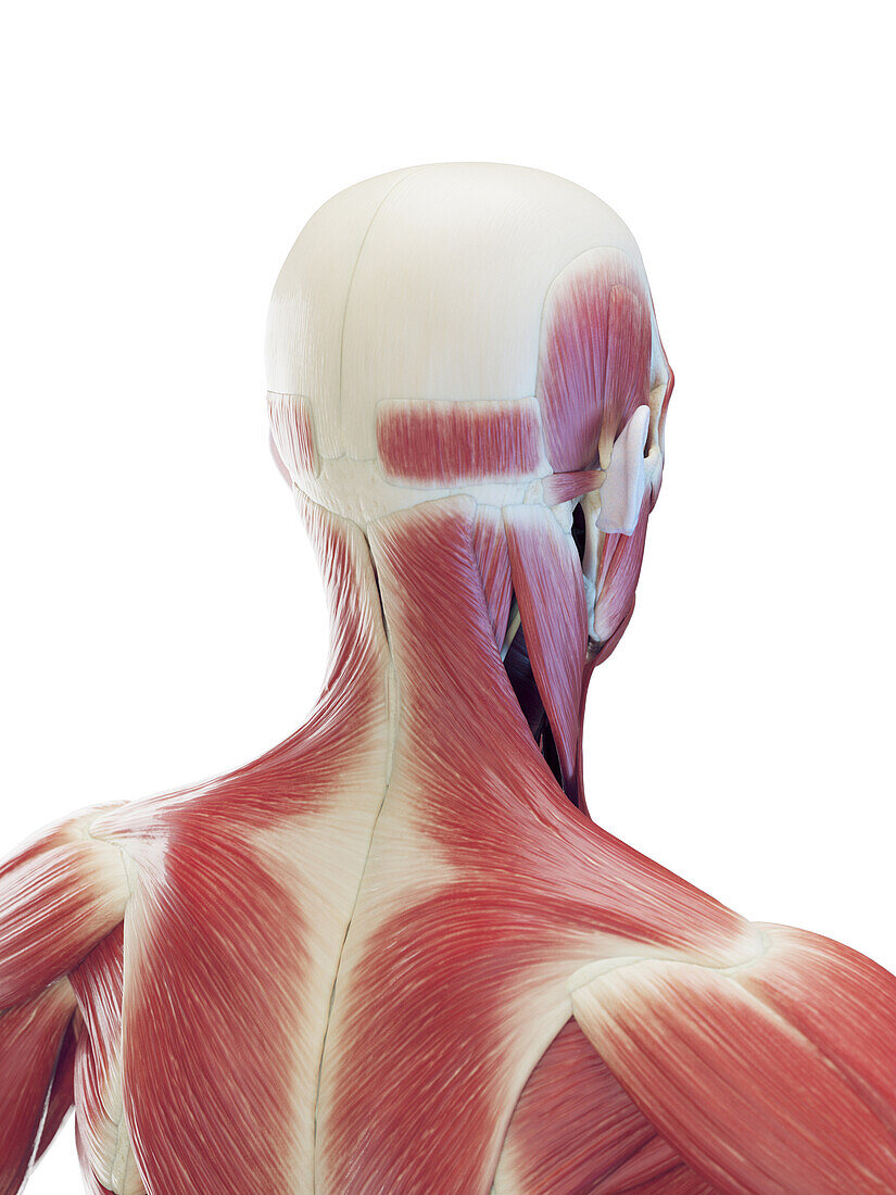 Male neck and upper back muscles, illustration
