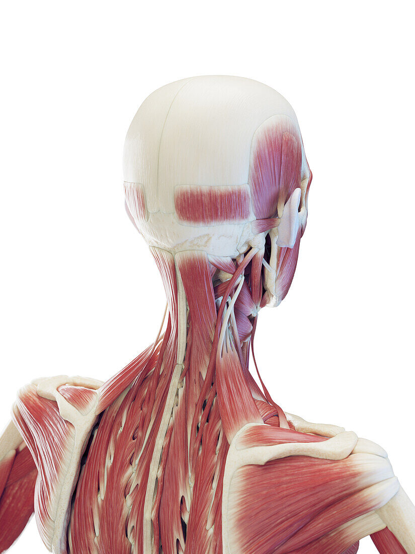 Male deep neck muscles, illustration