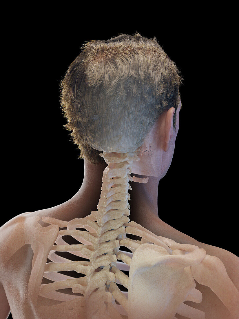 Male neck and upper back bones, illustration