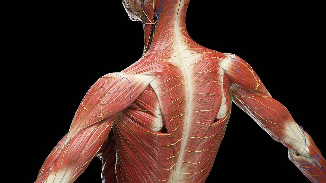 Muscles of the upper back, illustration