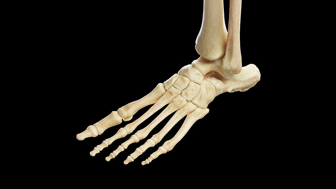 Bones of the left foot, illustration