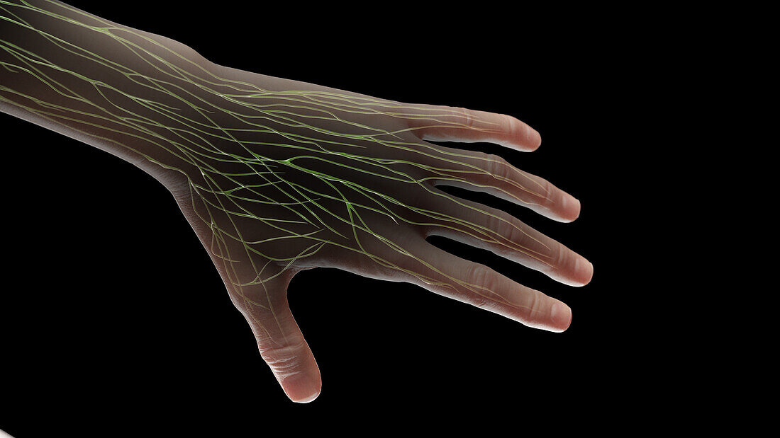 Lymphatic vessels of the left hand, illustration