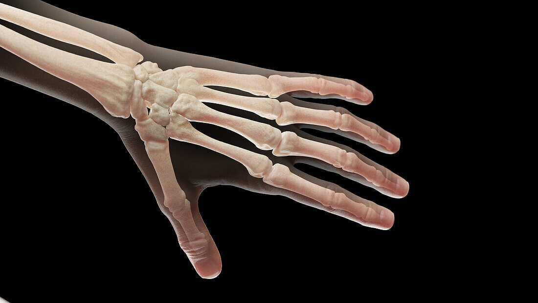 Bones of the left hand, illustration