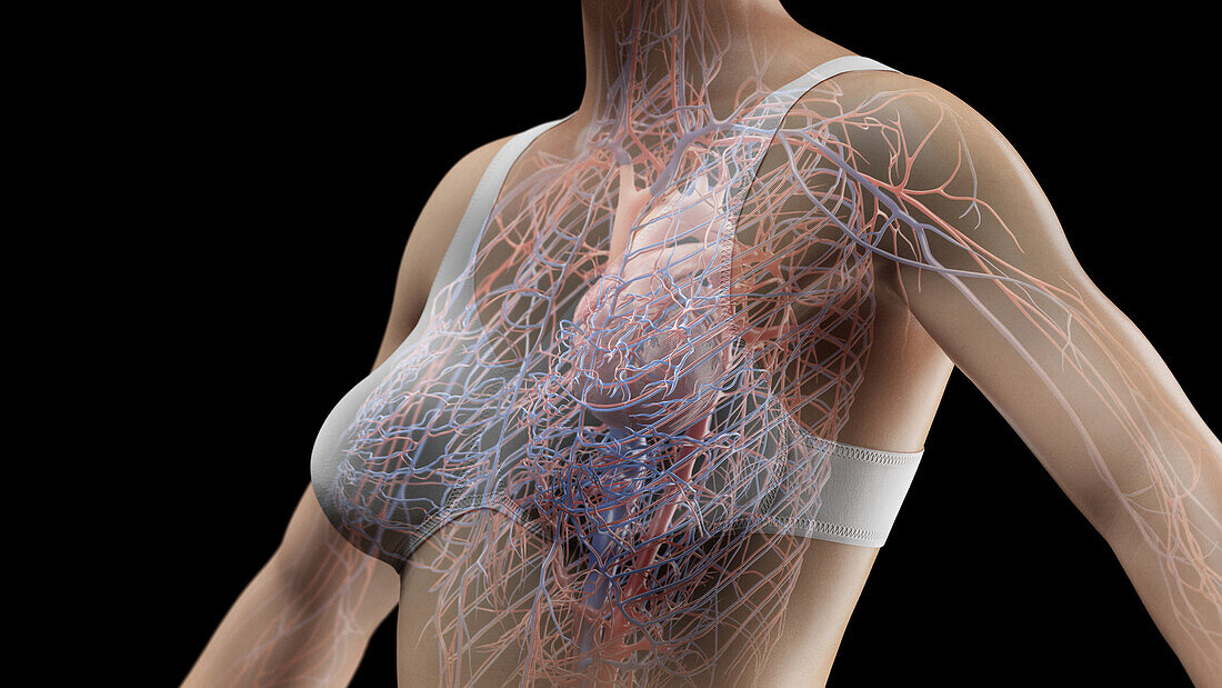 Cardiovascular system of the chest with clothing, illustration