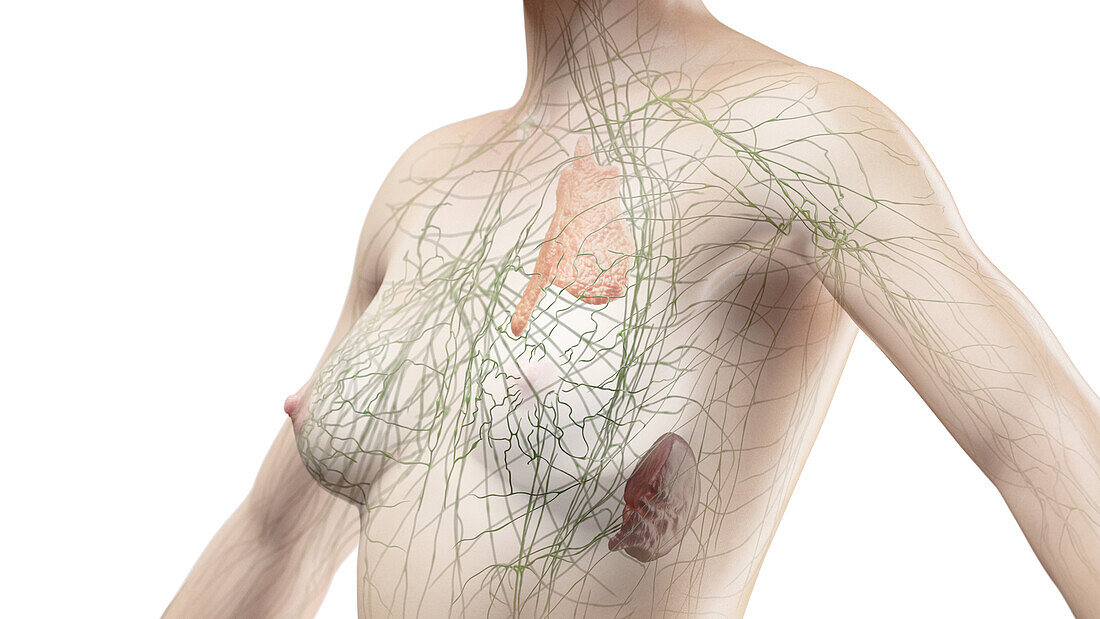Lymphatic system of the chest, illustration
