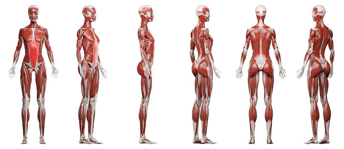 Abdominal muscles, illustration