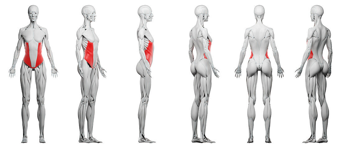 External oblique muscles, illustration