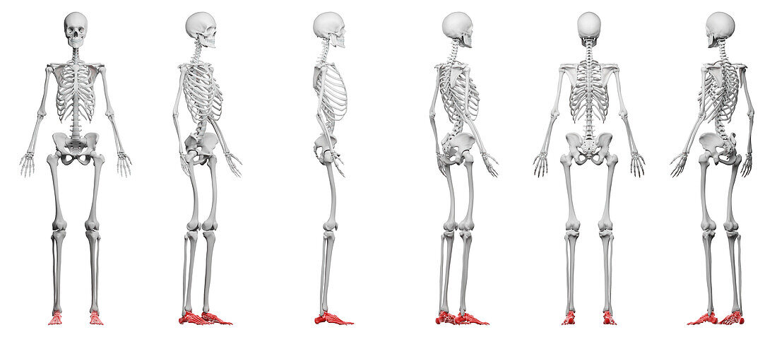 Foot bones, illustration