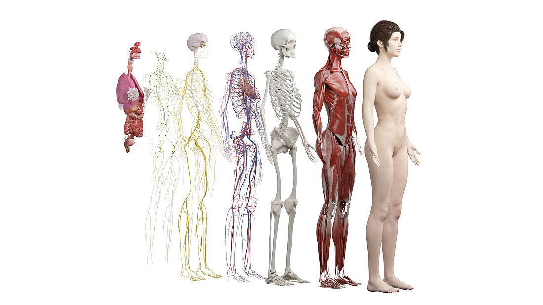 Human anatomy systems, illustration