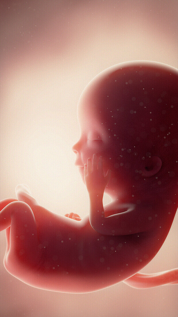 Foetus at week 12, illustration