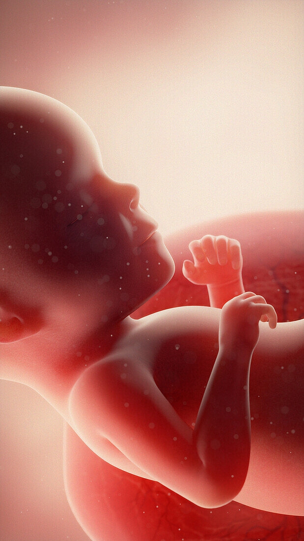 Foetus at week 26, illustration