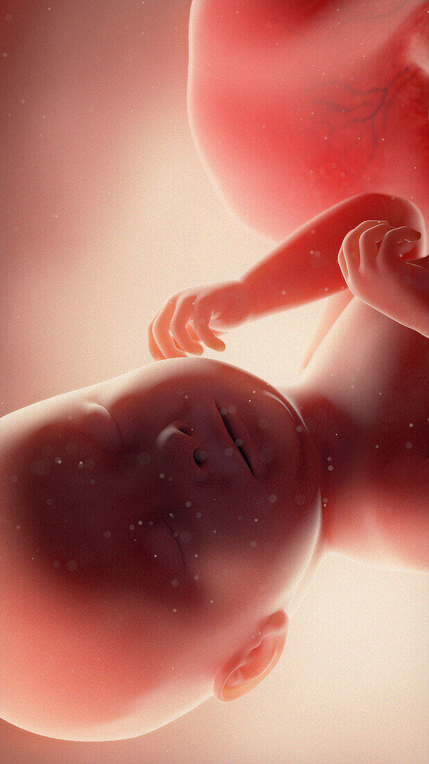 Foetus at week 38, illustration